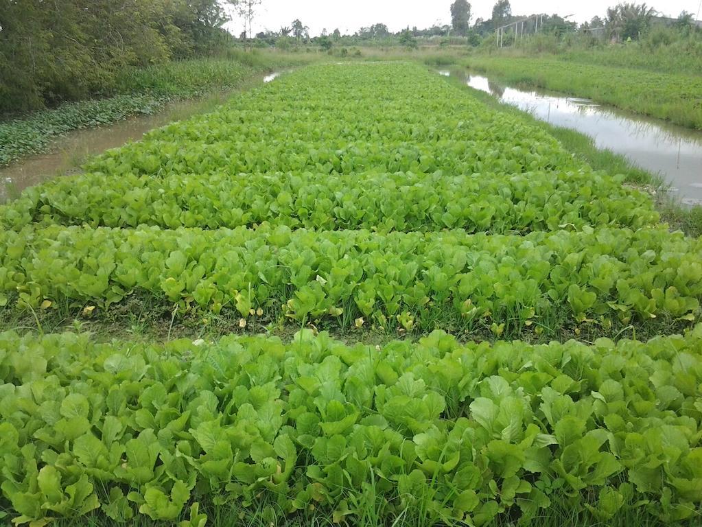 Green Village 1 Кантхо Экстерьер фото